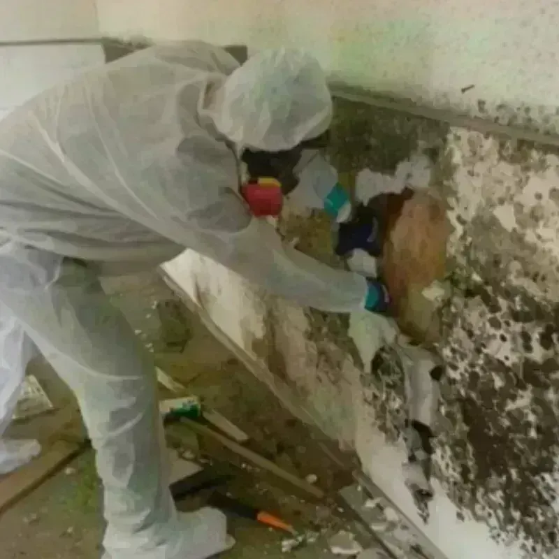 Mold Remediation and Removal in Rio Rancho, NM